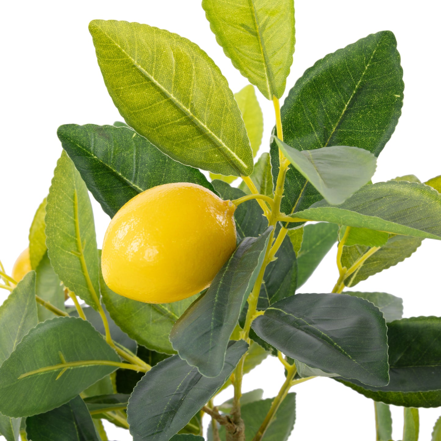 ROGUE LEMON TREE POT GREEN