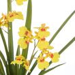 ROGUE DANCING ORCHID POT MUSTARD YELLOW 26X35X58CM