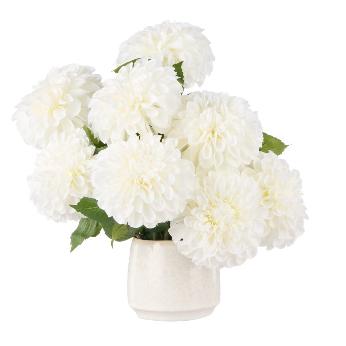 Rogue Chrysanthemum-Gianni Pot White