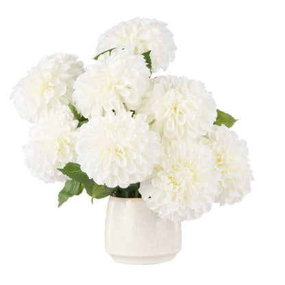 Rogue Chrysanthemum-Gianni Pot White