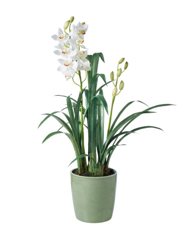 Rogue Cymbidium-Green Pot White Green Flower