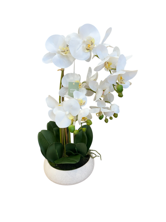 Phalaenopsis Footed Bowl White/Cream