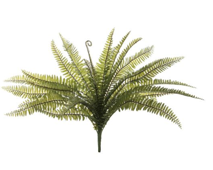 Boston Fern