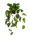 SWISS CHEESE HANGING PLANT POTTED
