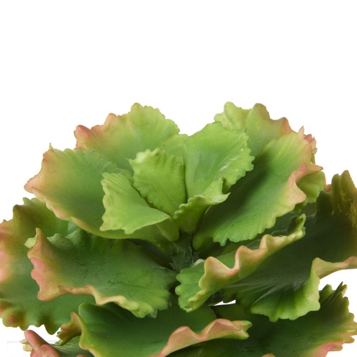 Rogue Cabbage Succulent Green