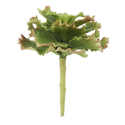Rogue Cabbage Succulent Green