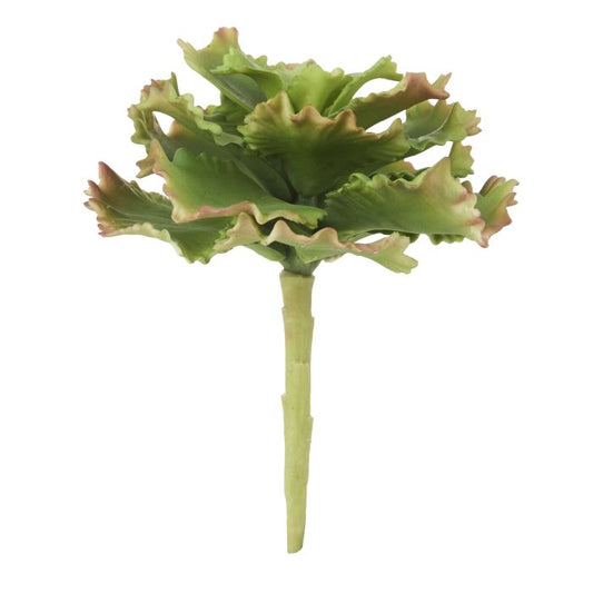 Rogue Cabbage Succulent Green